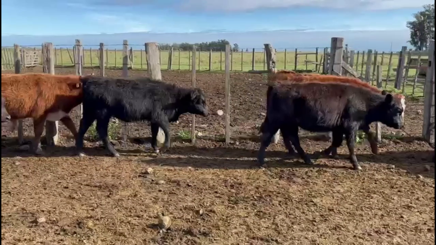 Lote TERNEROS Y TERNERAS