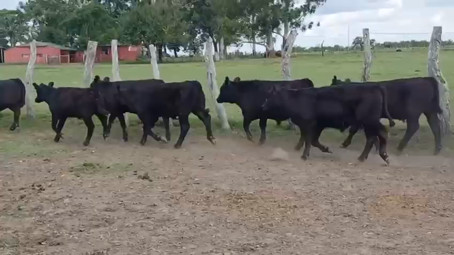 Lote 70 Terneros en Entre Ríos, Federal