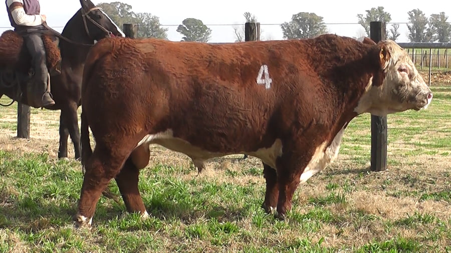 Lote TOROS P. HEREFORD PR