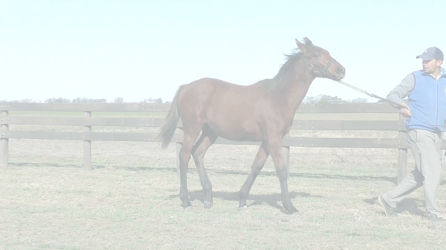 Lote CEREBRO QUEMADO (BACKYARD HEAVEN -  ROYAL SWEETHEART)
