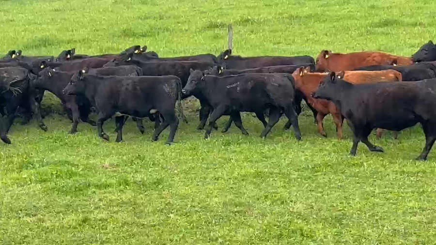 Lote 32 Vaquilla Engorda en Cunco, IX Región Araucanía