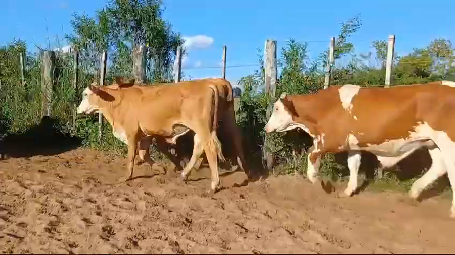 Lote 60 Novillitos en Corrientes, Santa Rosa