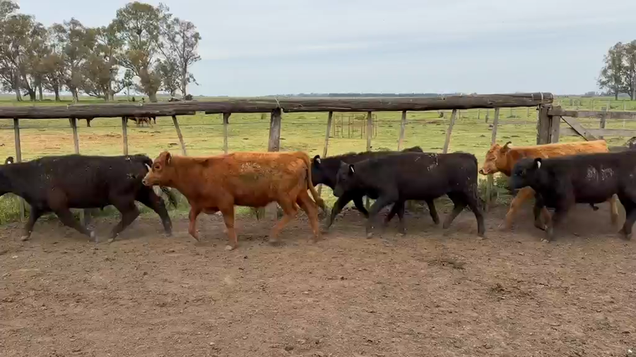 Lote 42 Terneros en Buenos Aires, Cañuelas