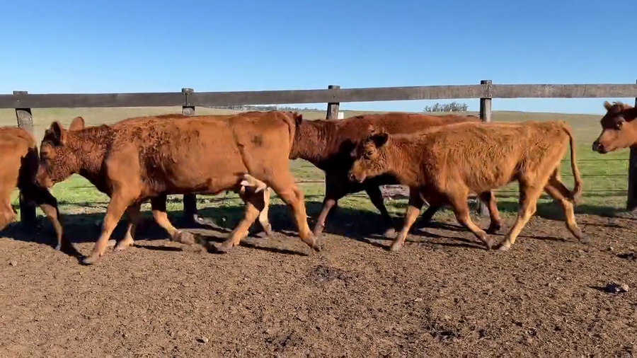 Lote Vacas de invernada