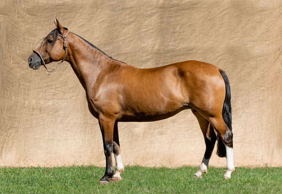 Lote LA PASSION BAILARINA RP 59