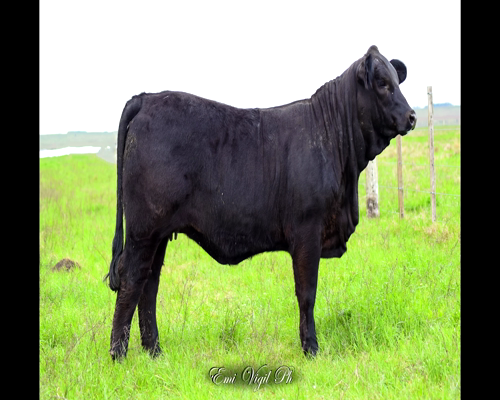 Lote MACEDO LS. FRANCESCO 183 PANCHO 114