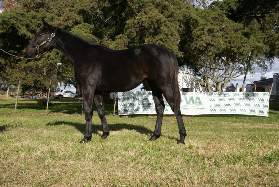 Lote KABULETE