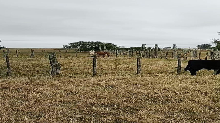 Lote 14 Terneros en Tupambaé, Cerro Largo