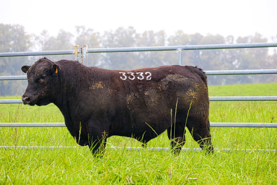 Lote ABERDEEN ANGUS SA - Angus NEGROS