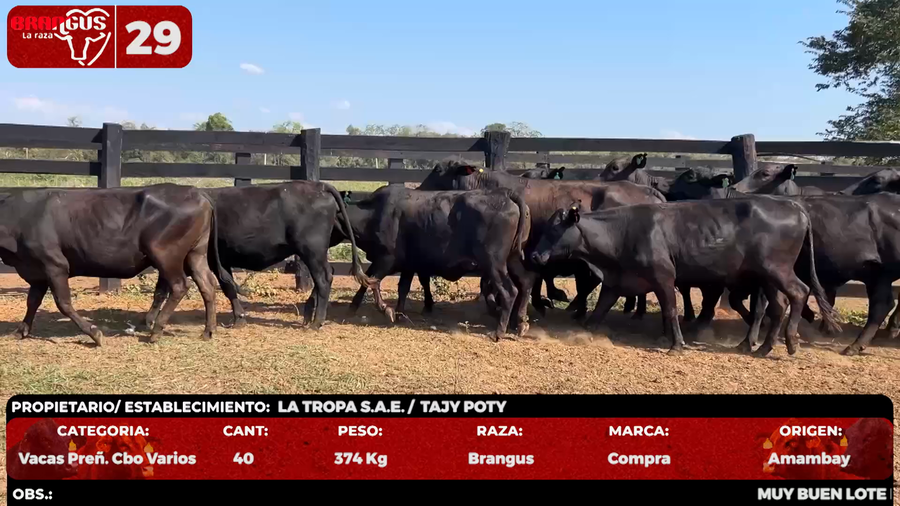 Lote LOTE 29 - POR PANTALLA