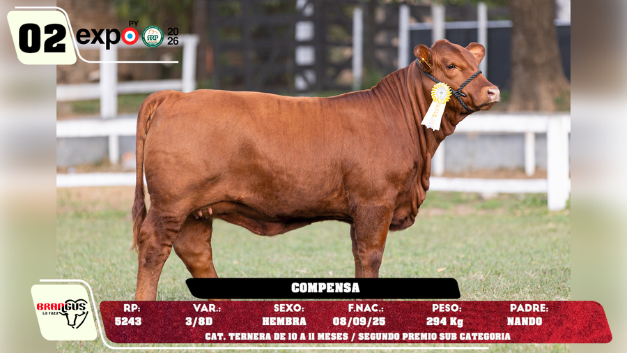 Lote LOTE 2