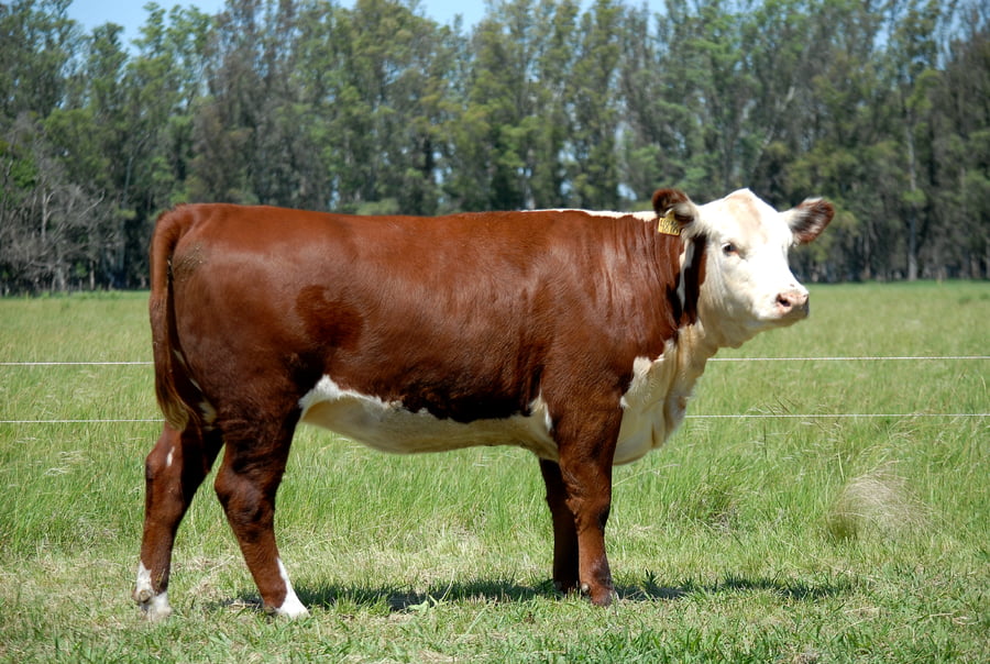Lote VAQUILLONAS PREÑADAS PURAS DE PEDIGREE POLLED HEREFORD
