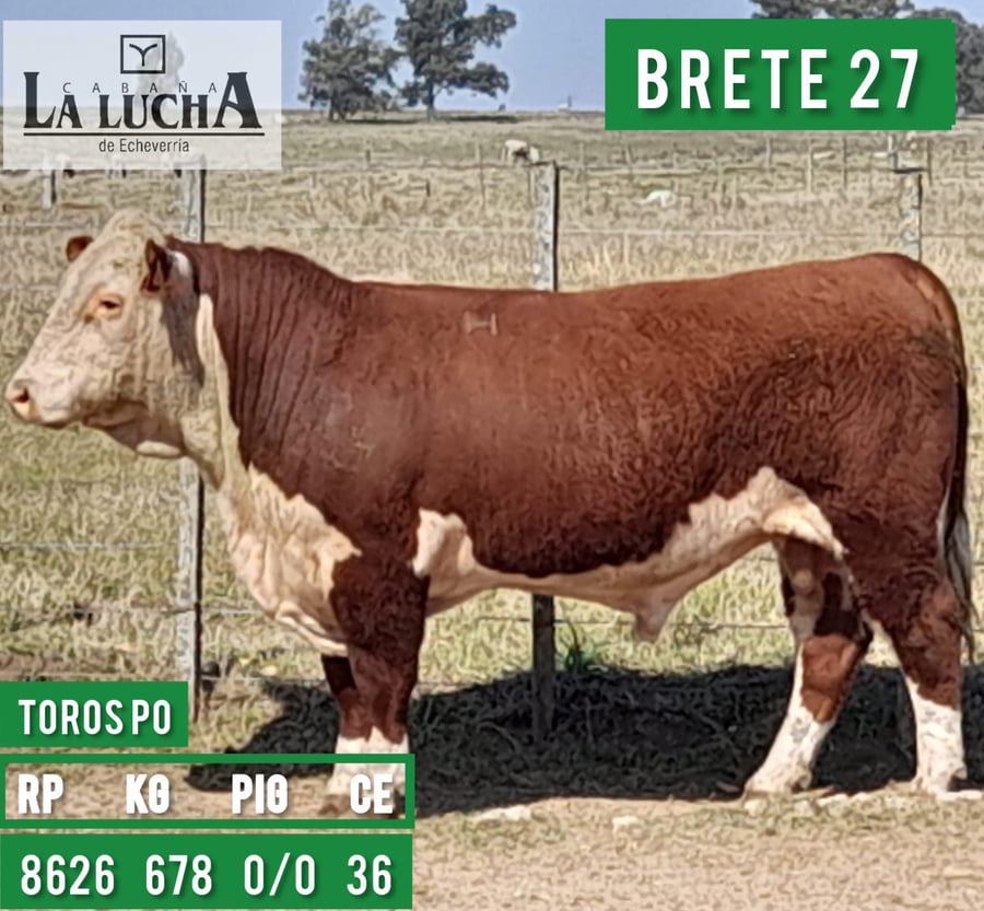 Lote TOROS POLLED HEREFORD PO