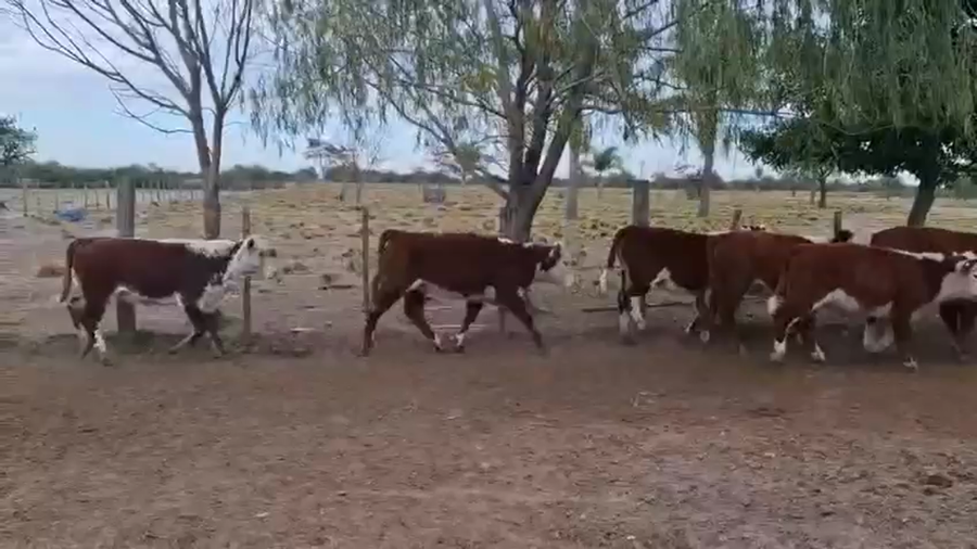 Lote 120 Terneros/as