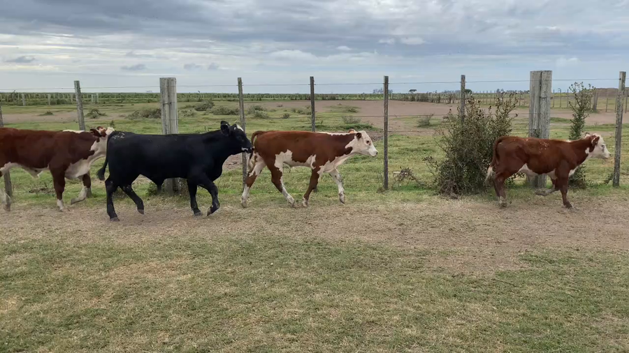 Lote 170 Terneros enteros en Treinta y Tres