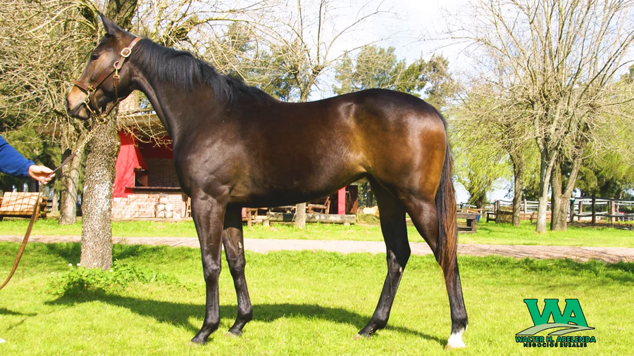Lote PERFECTA GANDHI