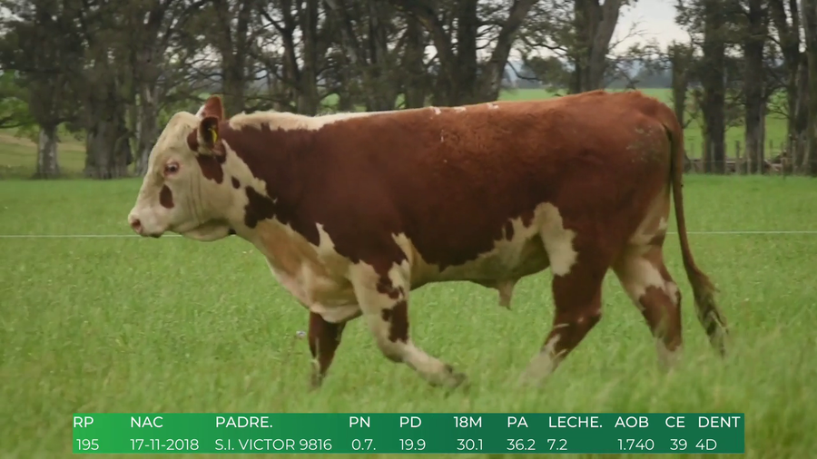 Lote Toros POLLED HEREFORD a remate en 4º  Remate  Anual Cabaña El Treból en Liga de Trabajo de Guichón