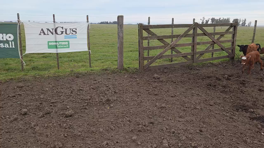 Lote 75 Vacas nuevas C/ cria en Balcarce
