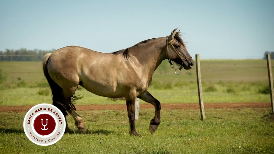 Lote DEL SILENCIO PLATA VIEJA
