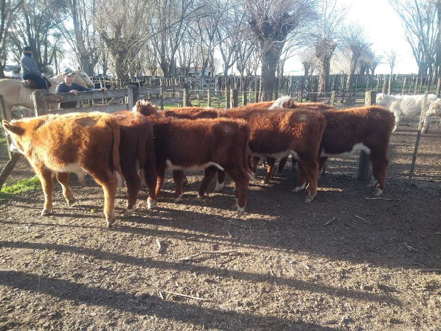 Lote 8 Terneros en Gral. Lamadrid, Buenos Aires