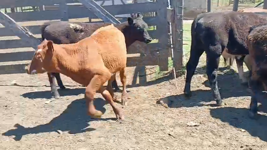 Lote 8 Terneros a remate en Pantalla Camy, San José