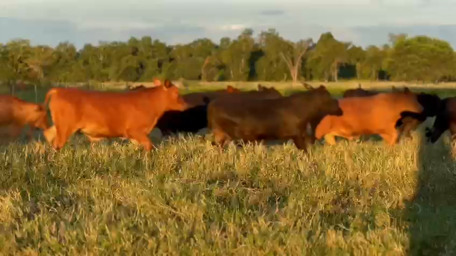 Lote 115 Novillitos en Chaco, Villa Berthet