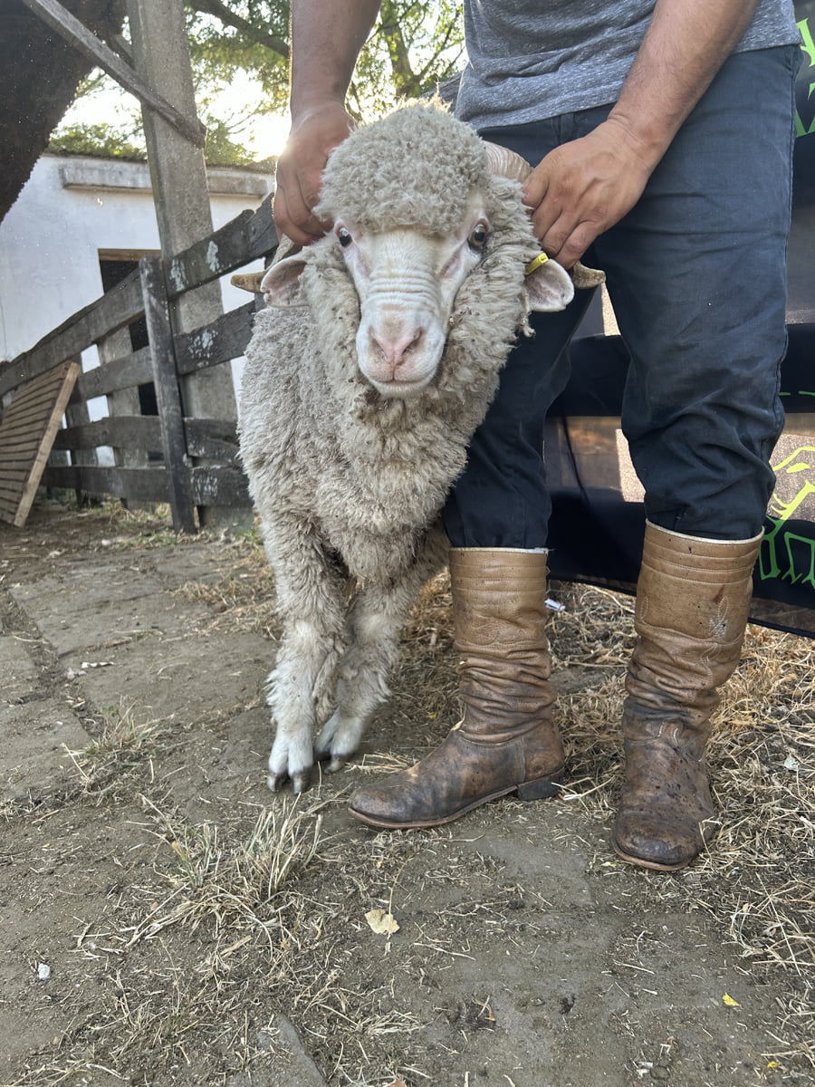 Lote Borrego 2D (MO: Si)