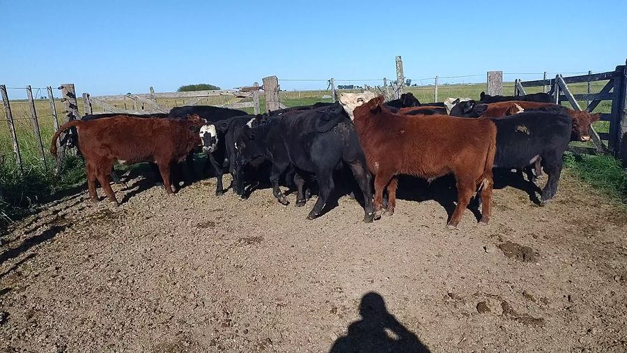 Lote 35 Terneros en Rauch