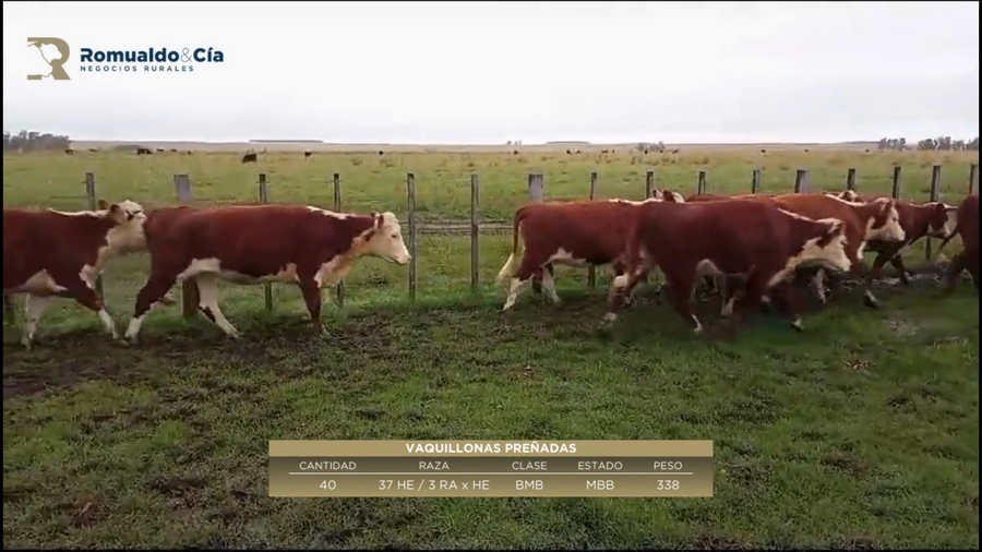 Lote 40 Vientres Preñados 37 HEREF.,  3 RA x HEREF. a remate en 6º Expo Nacional Hereford 338kg -  en PATITAS