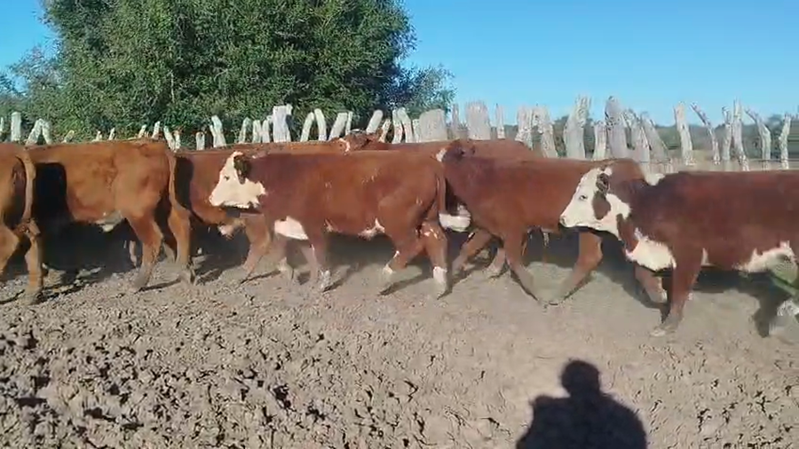 Lote 40 Terneros en Corrientes, Curuzu Cuatia