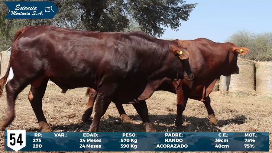 Lote LOTE 54