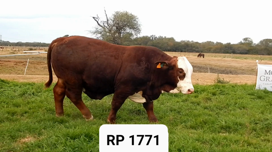 Lote CABAÑA MONTE GRANDE