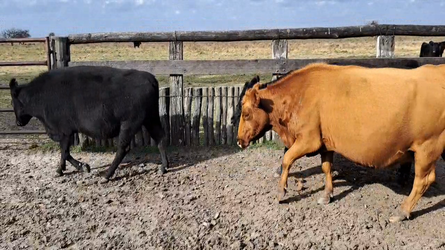 Lote 16 Vacas usadas preñadas