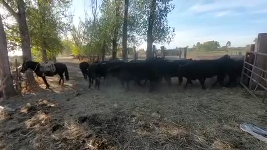 Lote 74 Vaquilla Engorda en Linares, VII  Región Maule