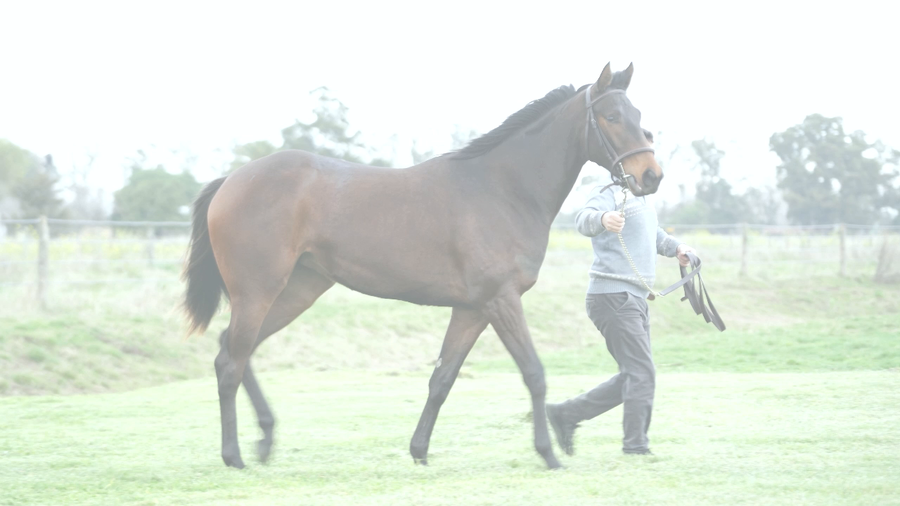 Lote LA DIVERTIDA NIK (NICODEMUS -  LA BULLICIOSA)