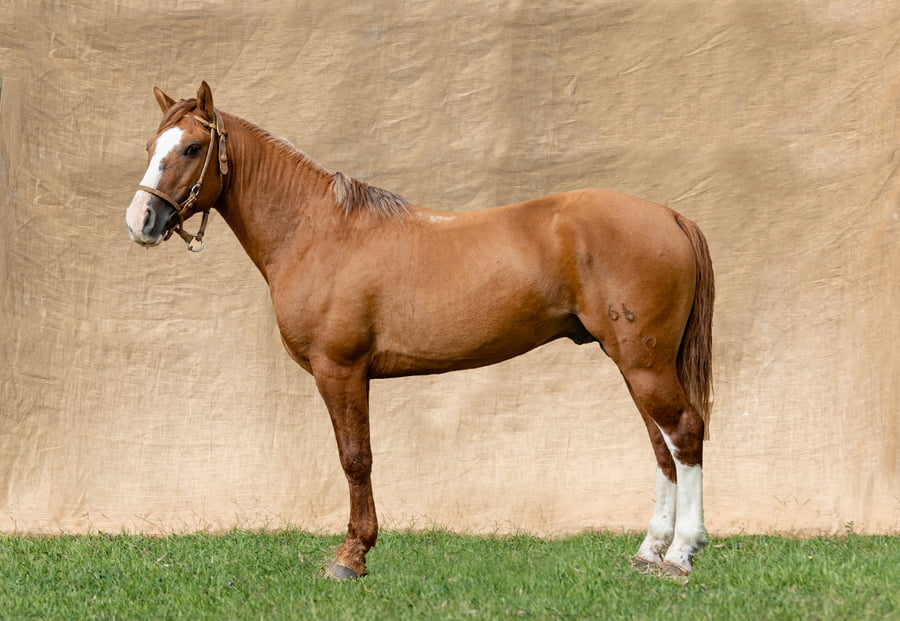 Lote ORION DE MARISCAL RP 66