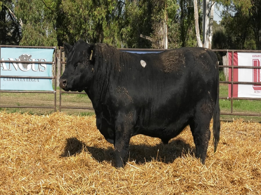 Lote TOROS ANGUS PP