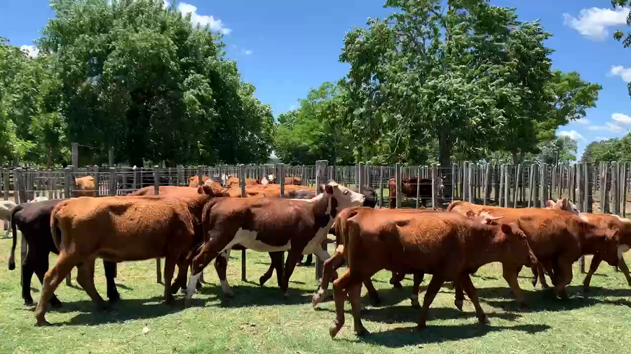 Lote 10 Vaquillonas más de 2 años en Melo, Cerro Largo