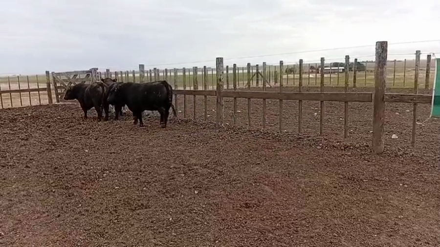 Lote Toros