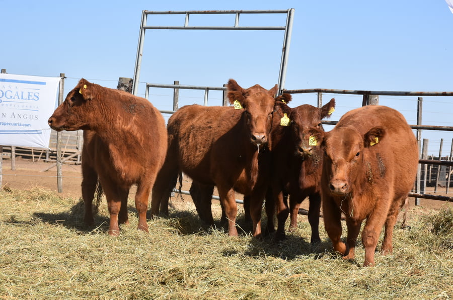 Lote VAQUILLONAS MAS CON GARANTÍA DE PREÑEZ (Corral 11)