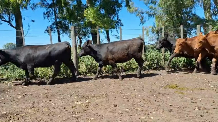Lote 34 Vaquillonas