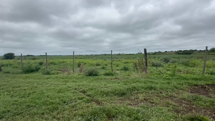 Lote 75 Vaquillonas en Entre Ríos, Victoria