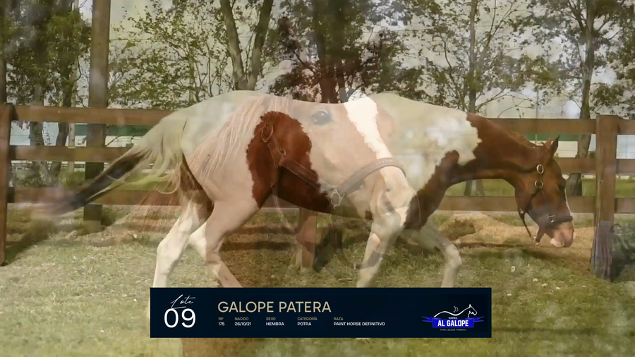 Lote GALOPE PATERA