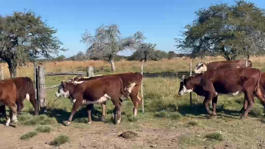Lote 11 Terneras