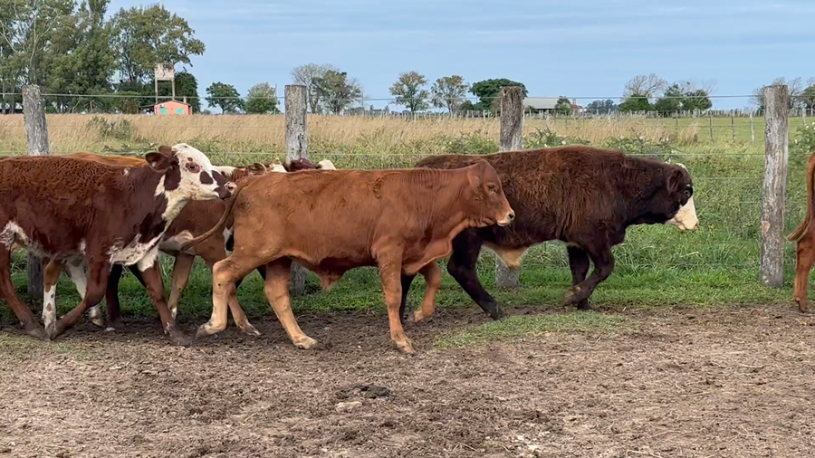 Lote 70 Terneros