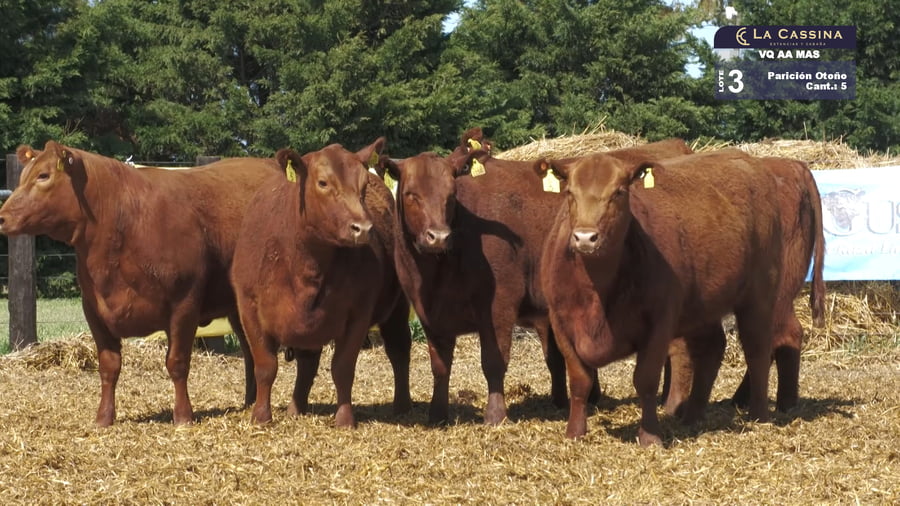 Lote VAQUILLONAS MAS PARICION OTOÑO