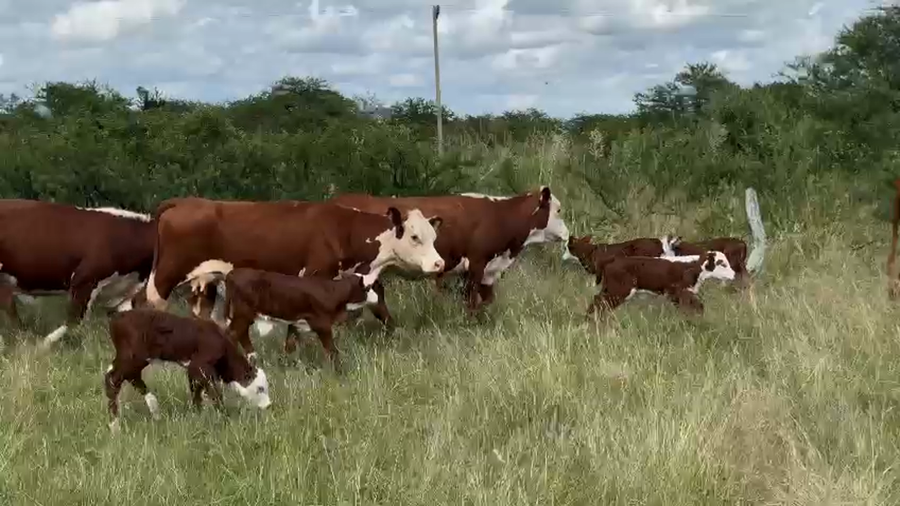 Lote 80 Vaquillonas C/ cria