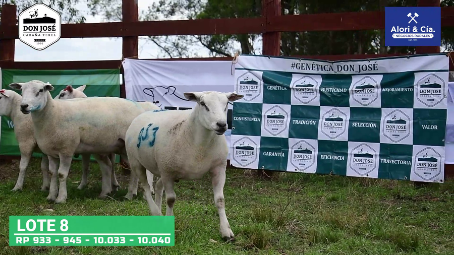 Lote 4 Carneros Texel a remate en Texel Don José 2022 en Tupambaé