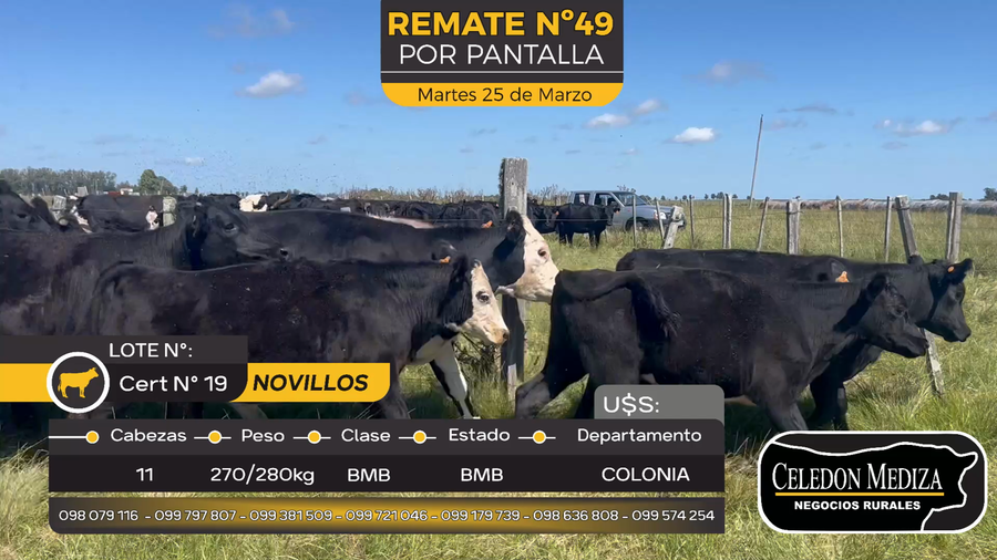 Lote 11 Novillos en Otra Localidad, Colonia