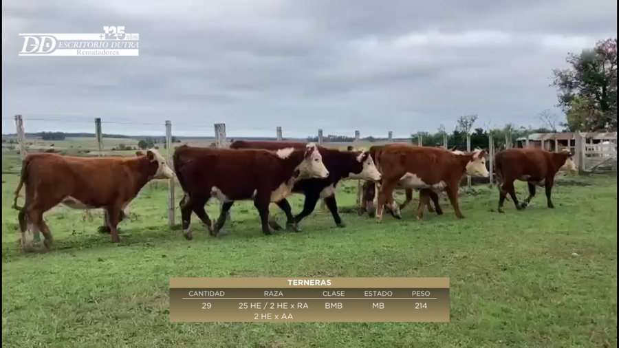 Lote 29 Terneras 25 HE 2 HExRA 2 HExAA a remate en 6º Expo Nacional Hereford 214kg -  en Santa Kilda